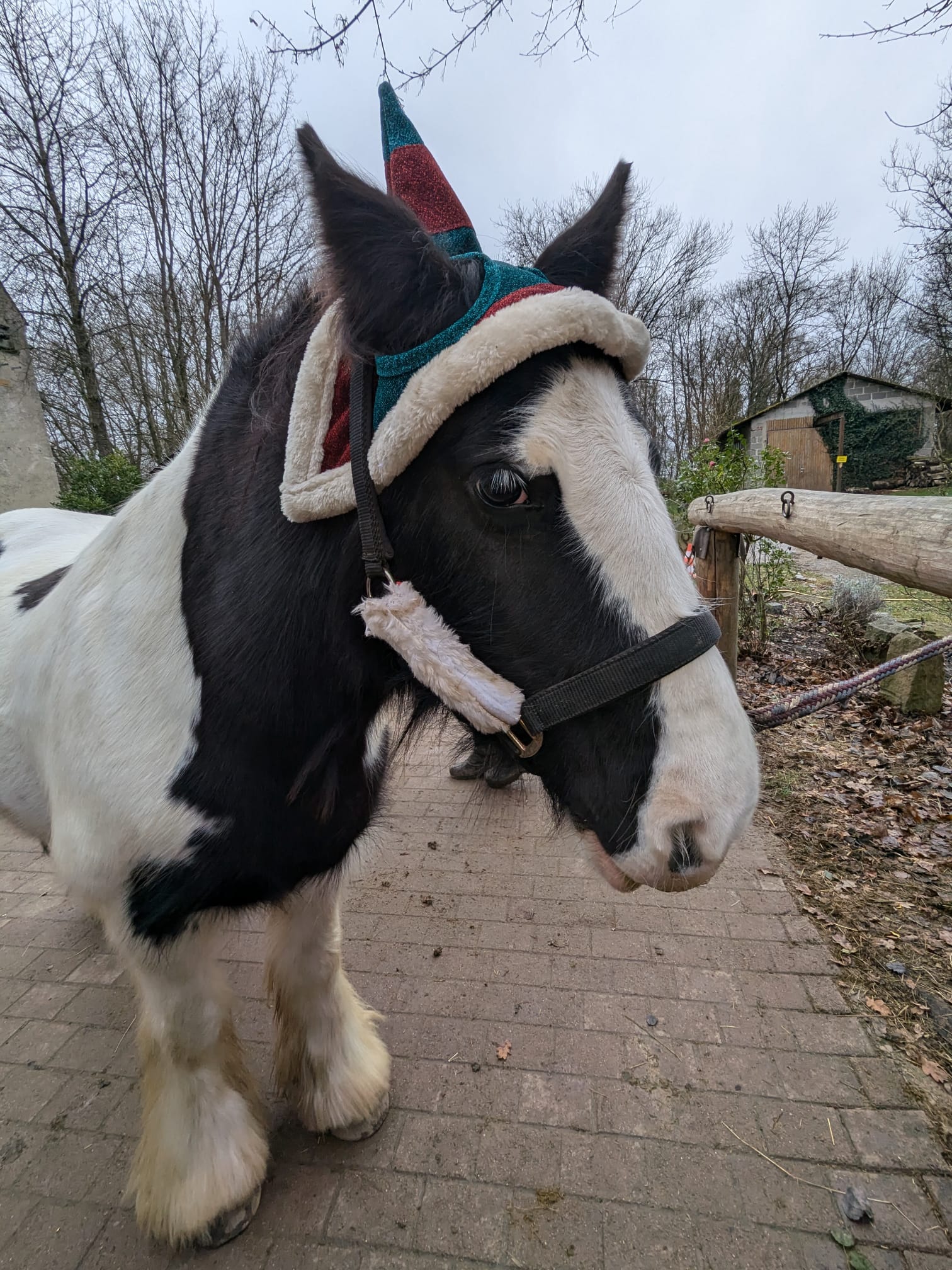 Nochmal Lotti